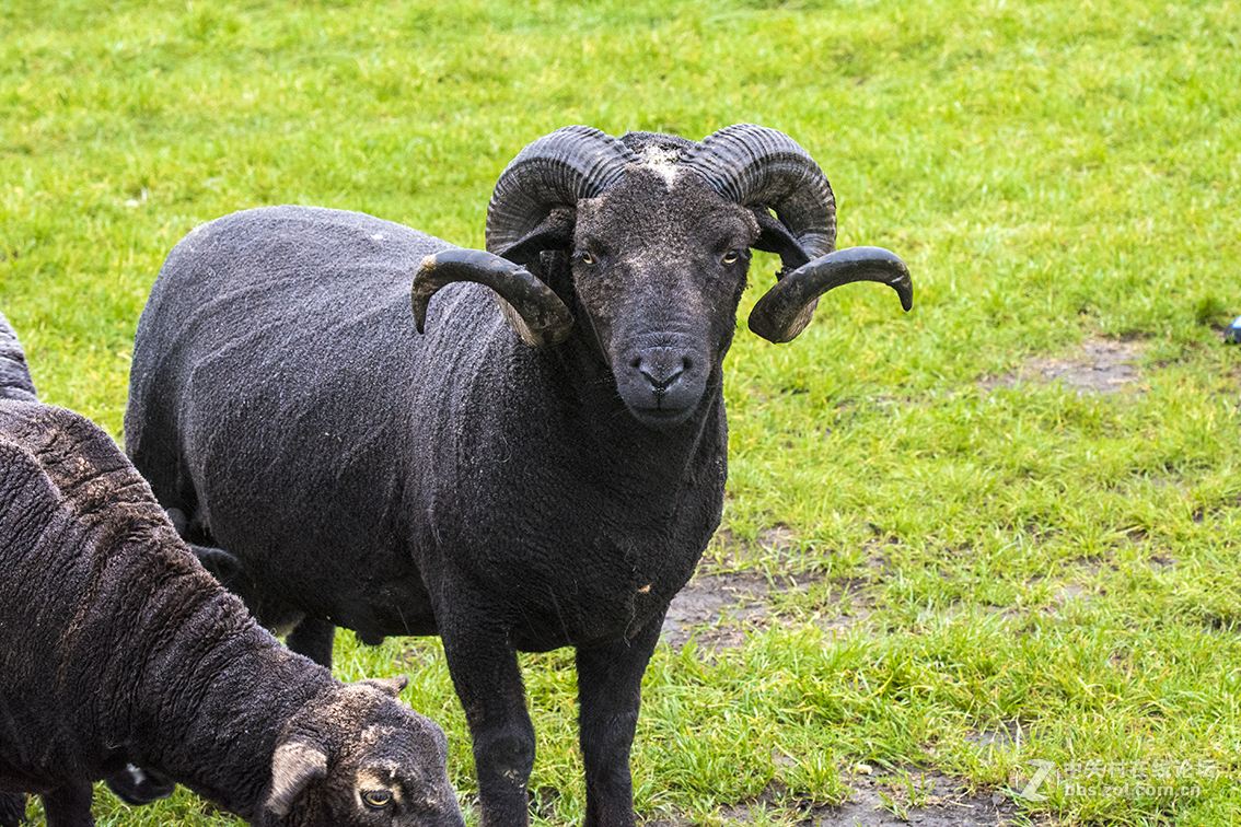 努比亚黑山羊努比亚黑山羊价格努比亚黑山羊厂家努比亚黑山羊批发