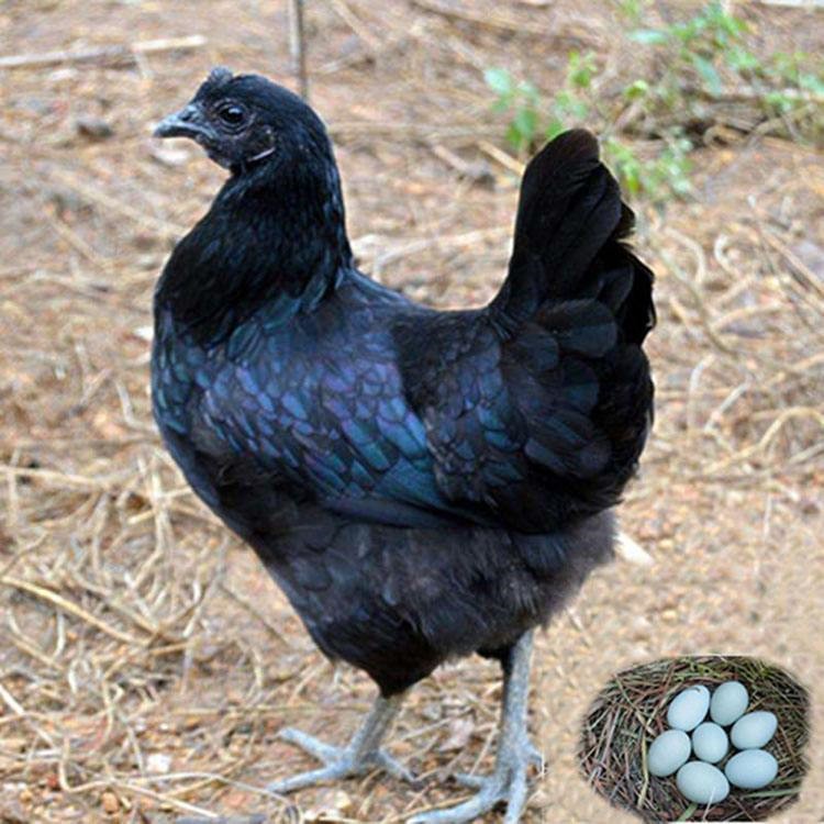 纯种五黑母苗五黑绿壳蛋鸡苗 纯种五黑一绿鸡苗 黑羽绿壳蛋全国包邮