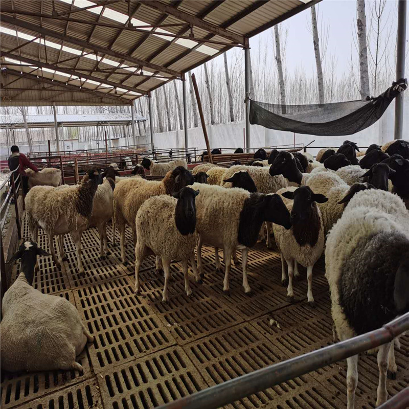 纯种杜泊绵羊养殖场电话 纯种黑头杜泊羊 纯种黑头杜泊羊 富奥牧业