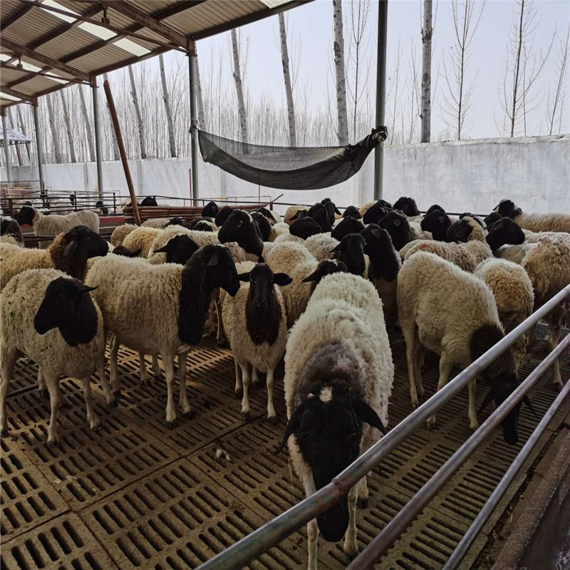 纯种杜泊绵羊养殖场电话 纯种黑头杜泊羊 纯种黑头杜泊羊 富奥牧业