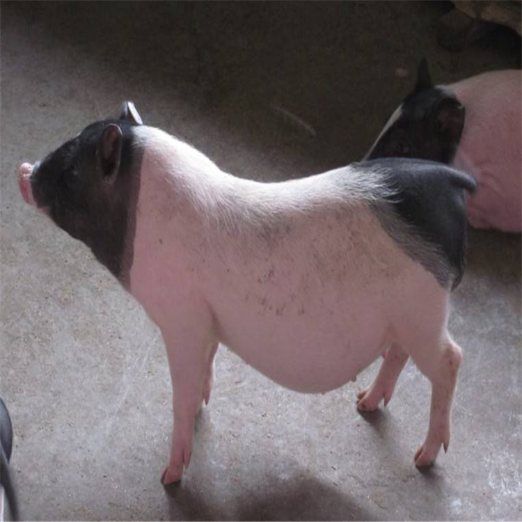 巴马香猪种公猪图片图片