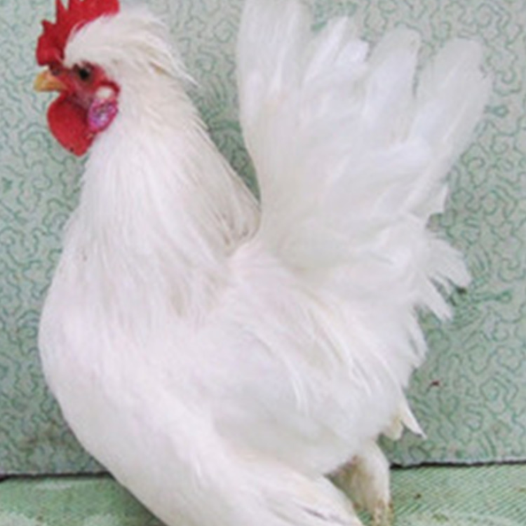 散养元宝鸡 成年观赏鸡 元宝鸡小苗批发