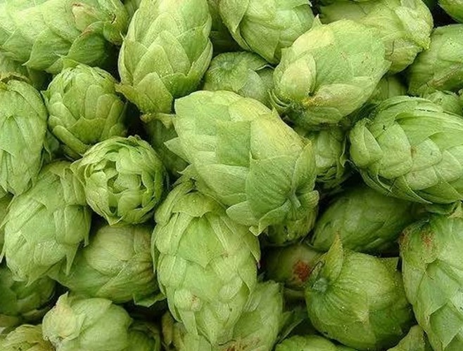 潍坊卡斯卡特啤酒花精酿啤酒原料供应