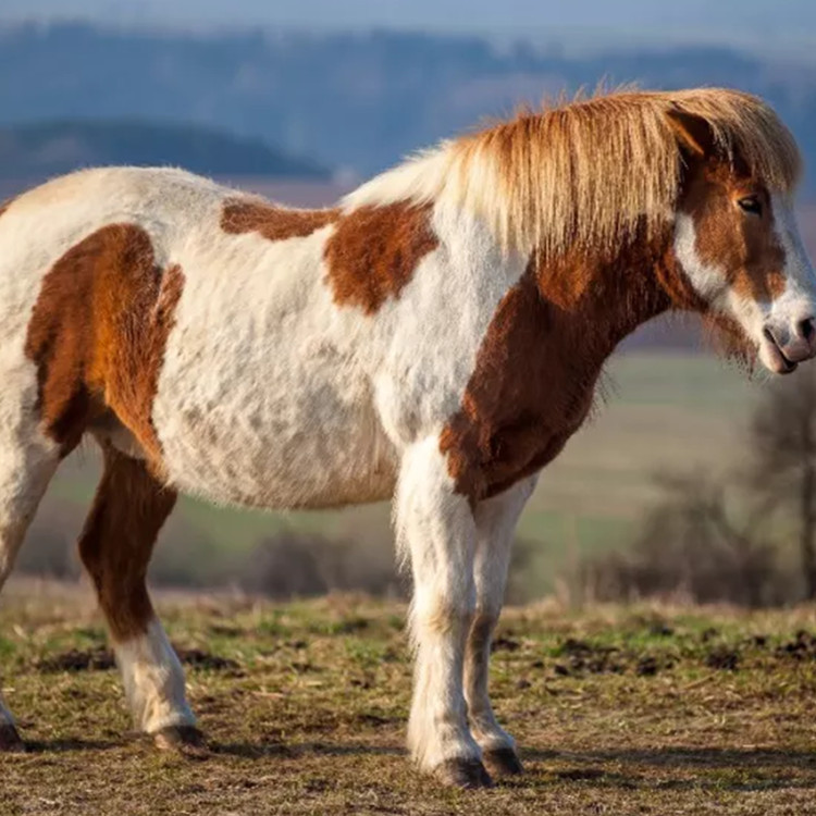 新疆 小矮马价格 出售景区观赏拍照小矮马 欢迎考察直销
