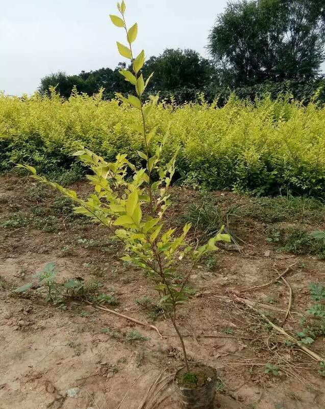 丛生金叶榆 价格 丛生金叶榆 基地丛生金叶榆种植厂家-乔木|绿化苗木