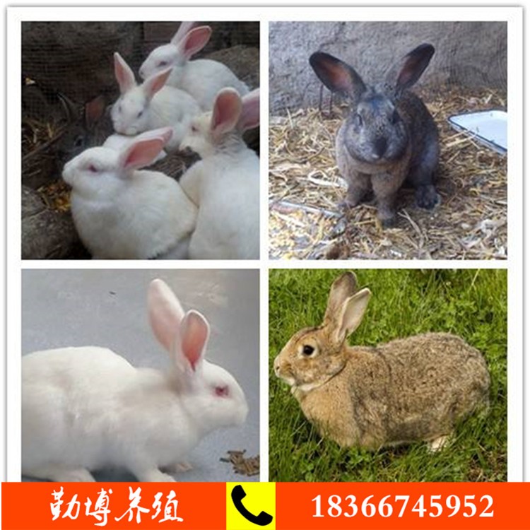 比利时兔太大了怎么办,比利时兔能当宠物养吗,比利时兔优(第14页)_大山谷图库