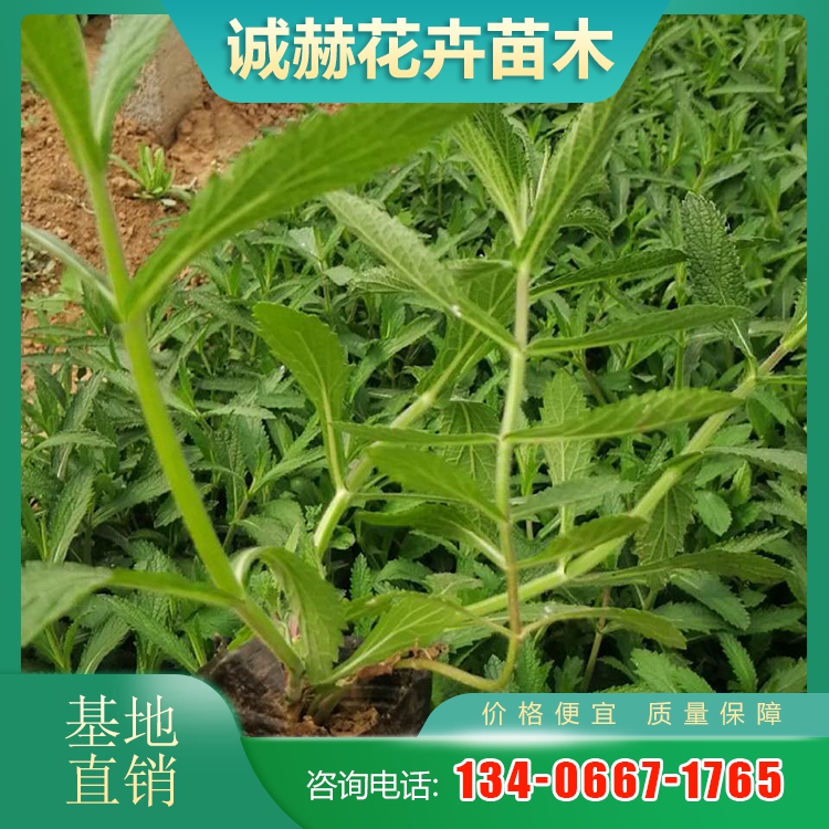 馬鞭草 馬鞭草基地 山東馬鞭草-一二年生草花|花卉|農業–中國材料網