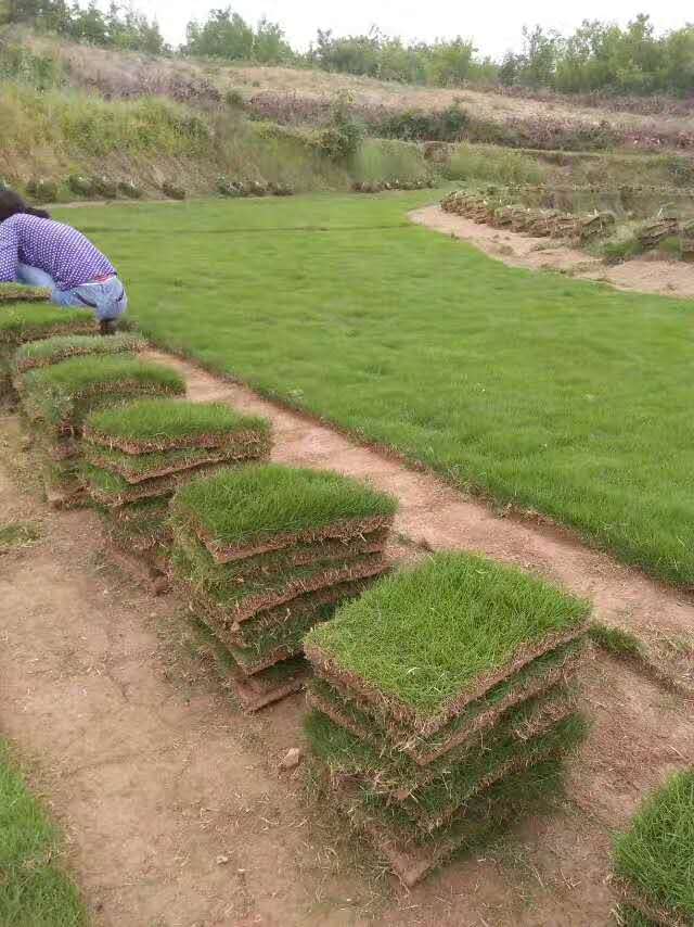 安徽马尼拉草坪基地图片