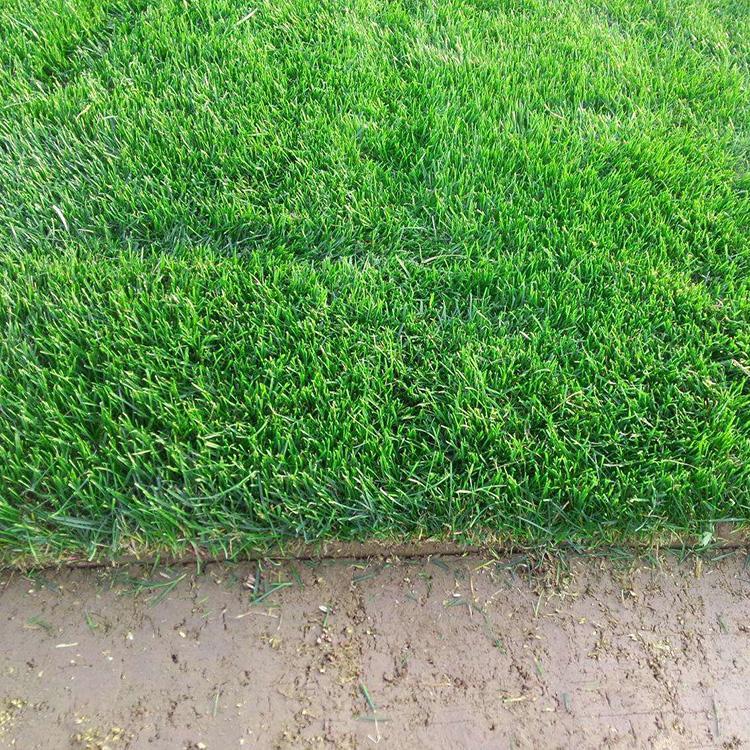 高羊茅草皮卷直销 耐高温高羊茅草坪批发 高羊茅草坪价格