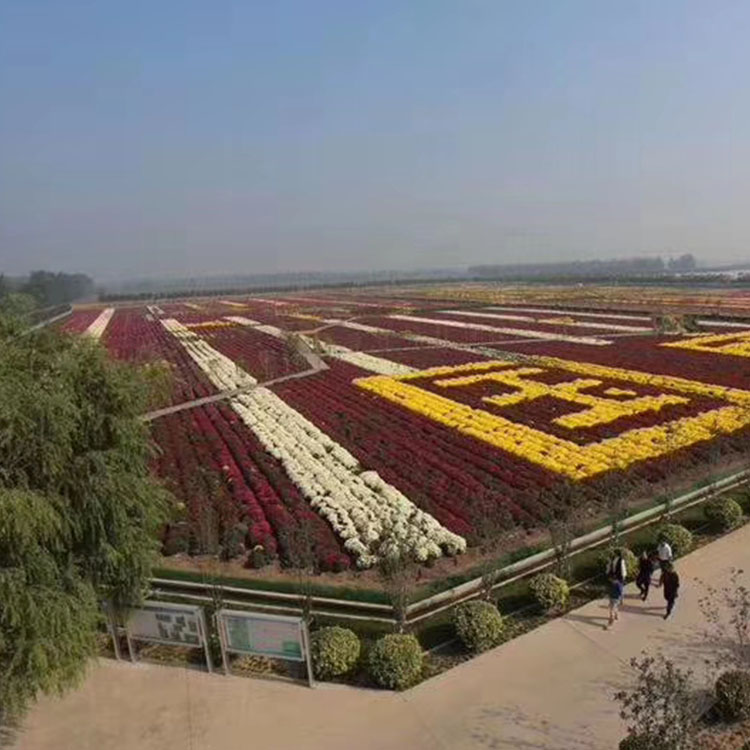菊花茶的功效 菊花种苗批发价格 菊花种苗基地销售