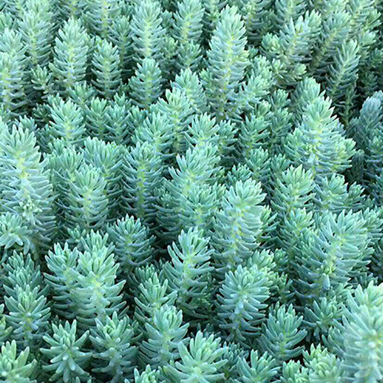 濮阳五色草基地_濮阳五色草种苗批发_濮阳五色草供应价格