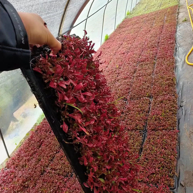 张家界五色草基地_张家界五色草种苗批发_张家界五色草供应价格