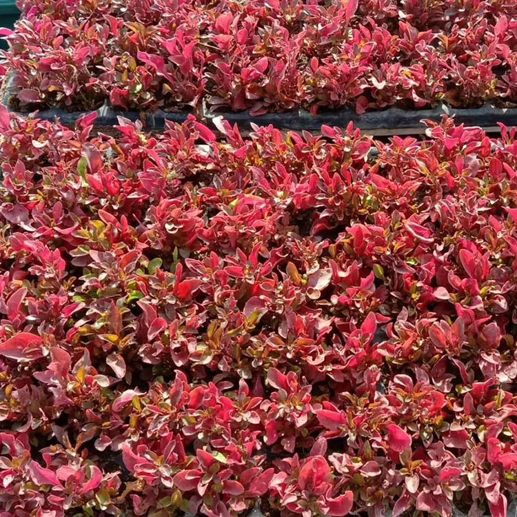 七台河五色草基地_七台河五色草种苗批发_七台河五色草供应价格