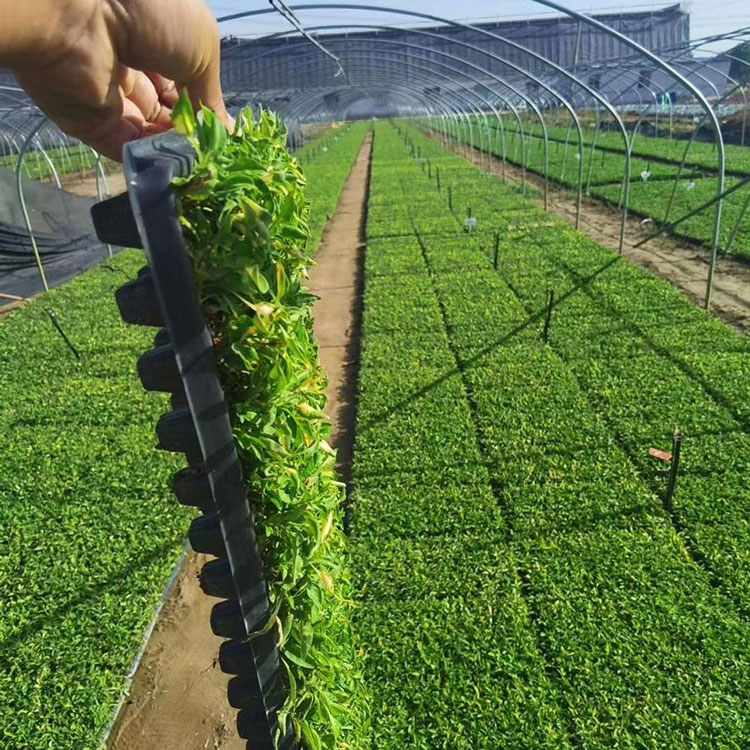 五色草穴盘实拍图