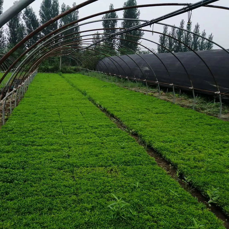 东方五色草基地_东方五色草种苗批发_东方五色草供应价格