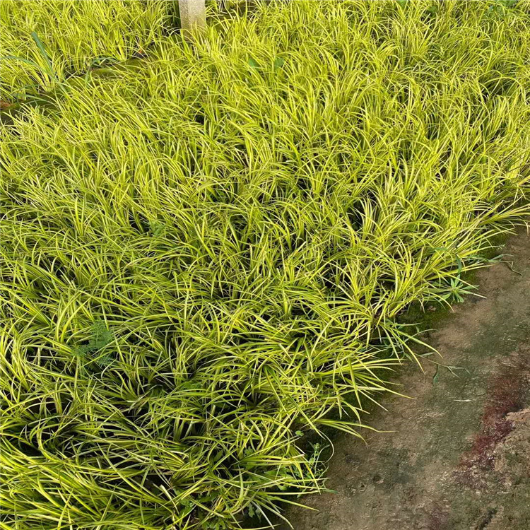 金葉石菖蒲 青州金葉石菖蒲 金葉石菖蒲基地 金葉石菖蒲小苗 金葉石