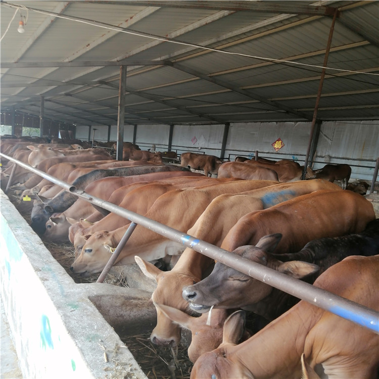 鲁西黄牛养殖场基地 鲁西黄肉牛犊 批发零售鲁西黄牛 乡村牧业 量大价