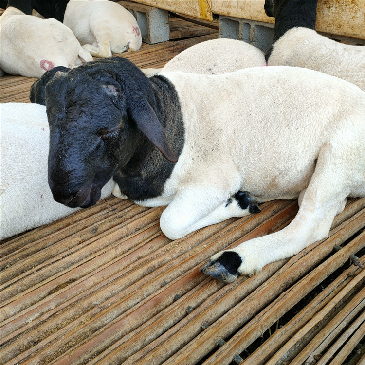 山东杜泊绵羊繁殖基地 养殖场白头杜泊绵羊 提供白头杜泊绵羊 乡村