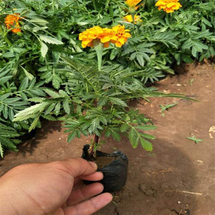 孔雀草小苗-一二年生草花|花卉|农业–大豆网