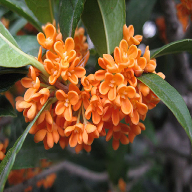 丹桂多少钱_丹桂苗价格_桂花丹桂价格-浦城绿农丹桂苗木