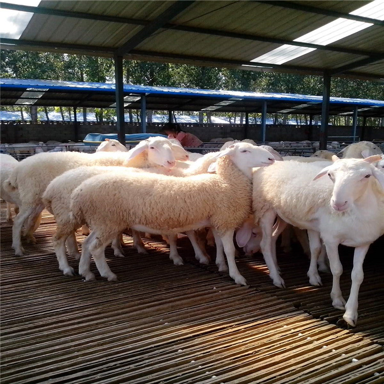 纯种小尾寒羊 新疆小尾寒羊价格 欢迎来电咨询