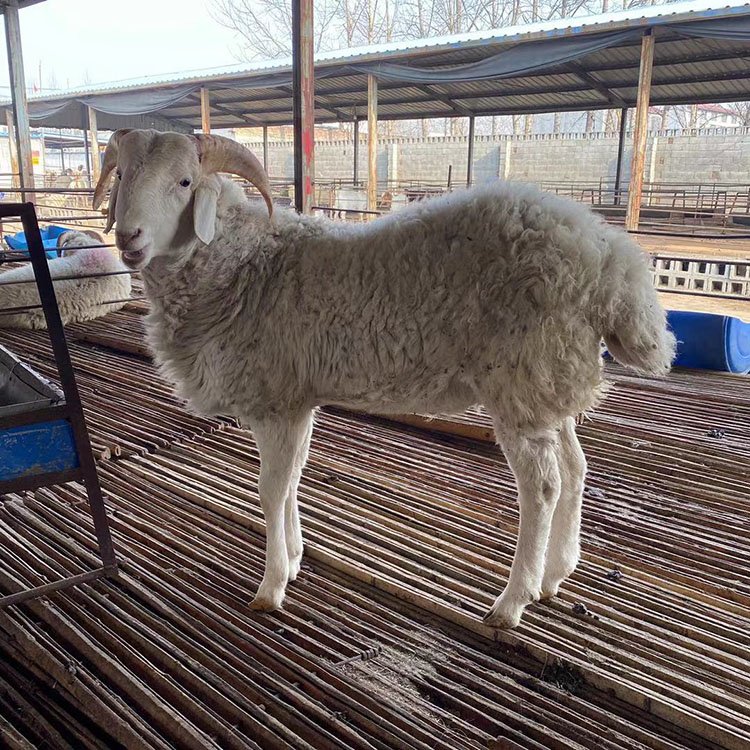 小尾寒羊养殖技巧 改良小尾寒羊 成年小尾寒羊 建设自养自销-羊|牲畜